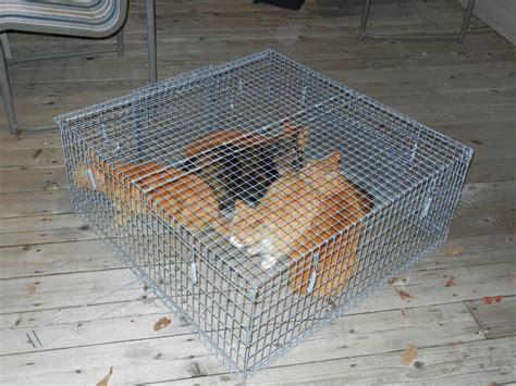 drop trap for cats